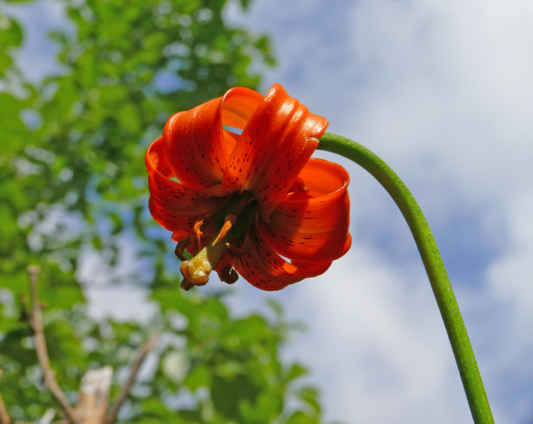 Lilium carniolicum / Giglio della Carniola